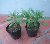 包含鼢蓍?2扠k綿$1醉$額`蒚b礔?抜x0癍醿p]遝??娨?镓c軠m蜮町N≦?罟苉涁&amp;J諮譩瘢軲渲t?薗筣:(q?Uy?N?v.匤x晙堢1ze脺膁?譣盗蒍+?的词条-开云官方